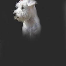 Dvaergschnauzer Egon