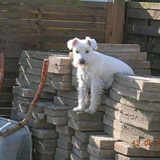 Dvaergschnauzer Egon