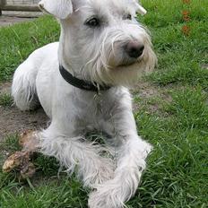 Dvaergschnauzer Egon