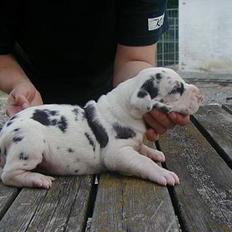 Grand danois Horsebjerg Athena (Himmelhund) 