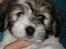 Coton de tulear Noah - 8 uger