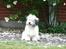 Coton de tulear Noah