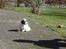 Coton de tulear Noah - Dejligt vejr ude. Det skulle nydes og DET gjorde Noah!!