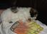 Coton de tulear Noah - Noahs yndlingsplads.. På maven af far