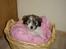 Coton de tulear Noah
