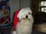 Coton de tulear Noah - Lidt bredrøvet er man vel altid!!