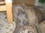 Blanding af racer Kovaz R.I.P