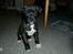 Blanding af racer Nala - Lille mulle pige.... :o)