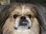 Pekingeser Danger - Savner dig!! 2004 - 2010 - Danger-mand 