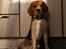 Beagle Bob RIP 22/10-2017 - Jeg sidder lige og venter på at du giver mig en kommentar eller en udfordring...