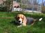 Beagle Bob RIP 22/10-2017 - Hvor er det dejligt at ligge her i sommervarmen