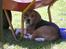 Beagle Bob RIP 22/10-2017 - det er varmt 