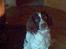 Engelsk springer spaniel Bailey