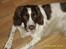 Engelsk springer spaniel Bailey