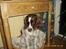 Engelsk springer spaniel Bailey