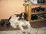 Engelsk springer spaniel Bailey