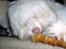 Coton de tulear Frida 