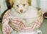Coton de tulear Frida 
