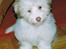 Coton de tulear Frida 