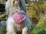 Coton de tulear Rosa