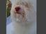 Coton de tulear Frida 