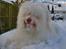 Coton de tulear Frida 