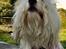 Coton de tulear Rosa