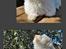 Coton de tulear Frida 