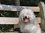 Coton de tulear Rosa