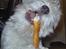 Coton de tulear Rosa