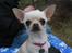 Chihuahua SHANTI - Hej med jer :) 16/4-06