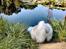 Coton de tulear Rosa