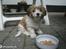 Coton de tulear Rosa