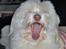 Coton de tulear Frida 
