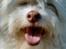 Coton de tulear Frida 