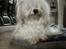 Coton de tulear Rosa