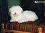 Coton de tulear Frida 