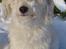 Coton de tulear Rosa