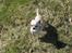 Chihuahua SHANTI - Hov, løb der ikke lige en hare der... 17/4-06
