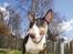 Bullterrier Freya ++Hvil min pige++ - ihhh hvor er jeg glad