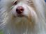 Coton de tulear Frida 