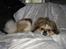 Pekingeser Danger - Savner dig!! 2004 - 2010