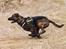 Blanding af racer Tigerdyr (Tiger) 11/06-04 - weee fuld firspring *Tosafoto*
