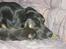 Blanding af racer Samson - mig og Minny sover i sofaen