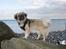 Tibetansk spaniel Kri Kris Everlasting Juno - Hej med jer ;-)