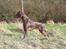 Blanding af racer Athene R.I.P  :0(