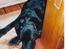 Labrador retriever (formel 1)  fie <3 (død) - Jeg elsker det billed af hende , hun ser så sød ud når hun sover. Taget-i 2004 kort før hun død