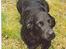 Labrador retriever (formel 1)  fie <3 (død) - Et lidt gammelt billed jeg fant, det er lidt rystet.