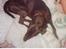 Labrador retriever (formel 1)  fie <3 (død) - Uh det er dejligt at ligge og putte i dynerne *Ss*