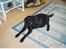 Labrador retriever (formel 1)  fie <3 (død) - Tager en slapper.(Fra da fie var syg, man kan se det på hendes mave)